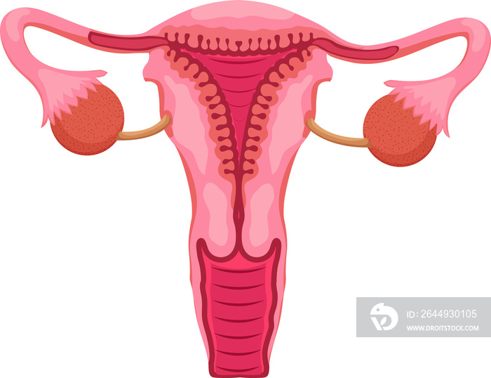 Female reproductive system with main parts