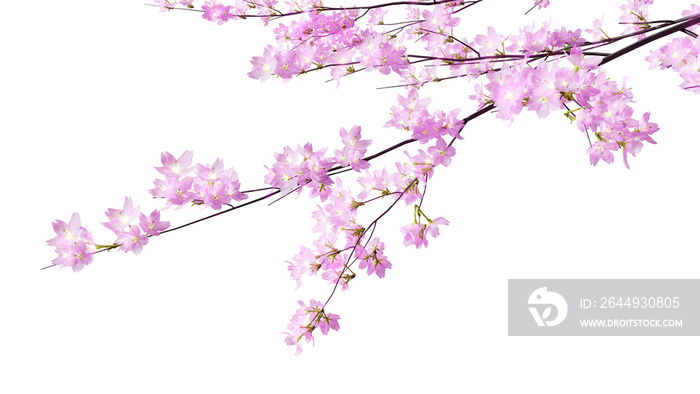 ËÉåÊôØ„ÇíÈÄèÈÅé„Åó„ÅüÊ°ú„ÅÆËä±„ÅÆ„É¢„Éá„É´„ÄÄ3d„É¨„É≥„ÉÄ„É™„É≥„Ç∞