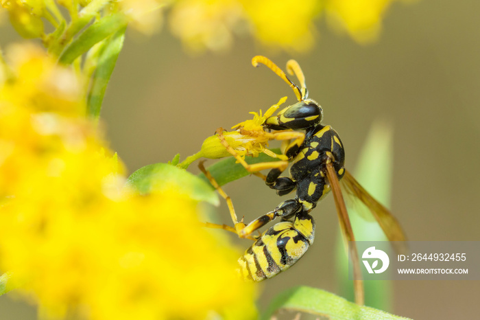 European paper wasp (Polistes Dominula) on Canada Goldenrod (Solidago Canadensis)