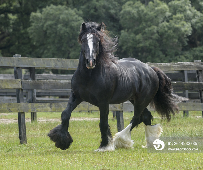 Gypsy Vanner Horse stallion