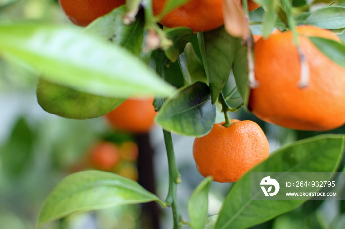 Ripe mandarin orange (Citrus reticulata), also known as the mandarin or mandarine in tree. Selective focus.