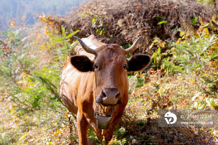 Portrait of a cow grazing in the meadow.