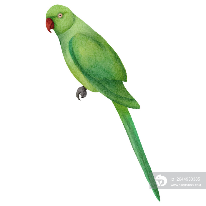 watercolor parrot bird