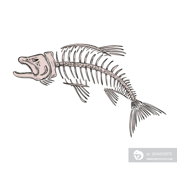 King Salmon Skeleton Drawing