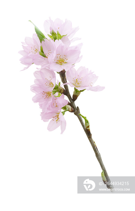 リアルな桜のイラスト