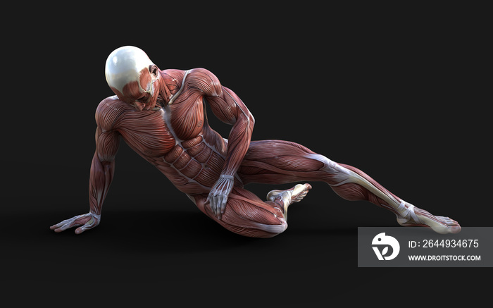 3D render of male figures pose with skin and muscle map on dark background with clipping path, Concept of between gods pose.