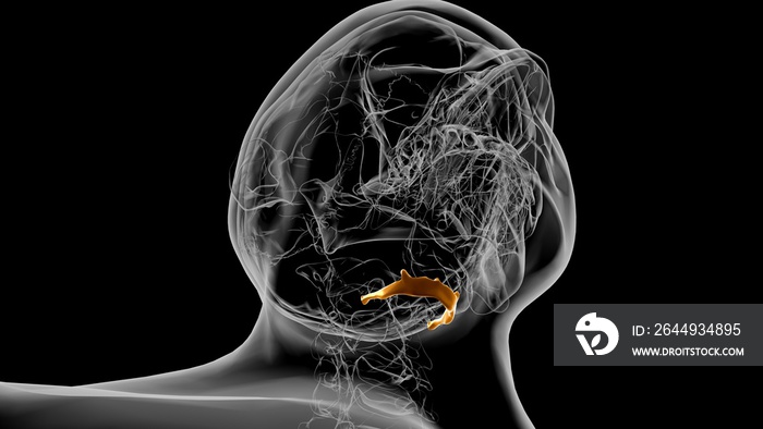 Human Skeleton Hyoid bone Anatomy For Medical Concept 3D