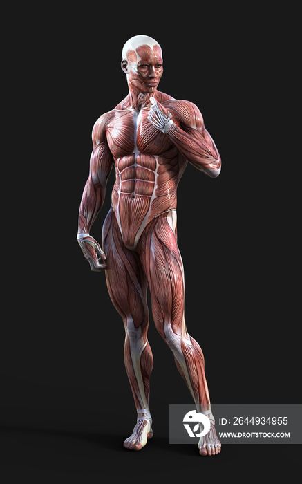 3D render of male figures pose with skin and muscle map on dark background with clipping path, Concept of between gods pose.