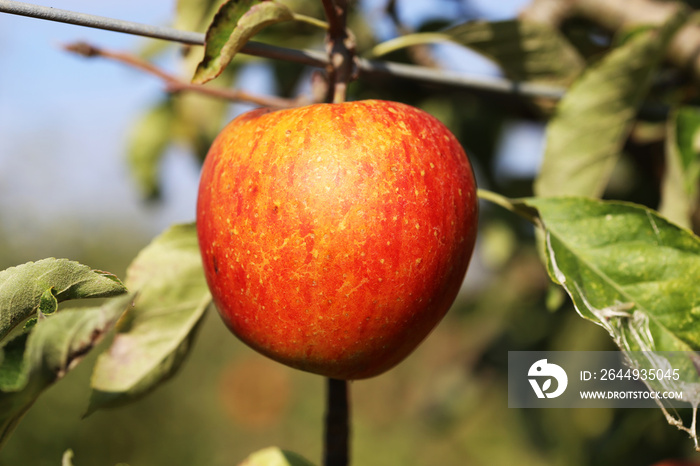 Reifer Apfel am Baum