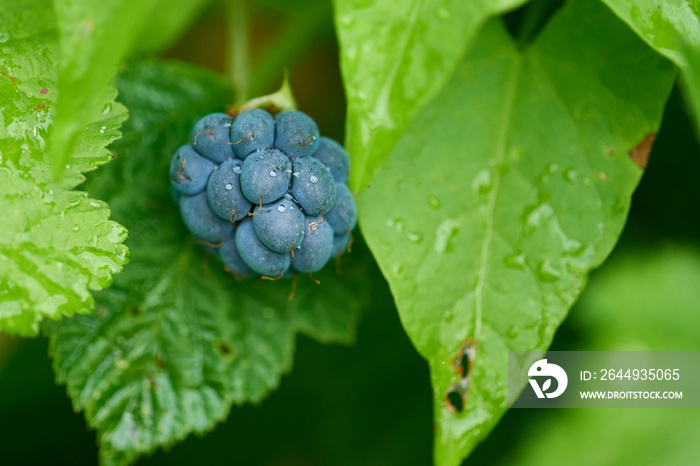 Früchte der Kratzbeere ( Rubus caesius )