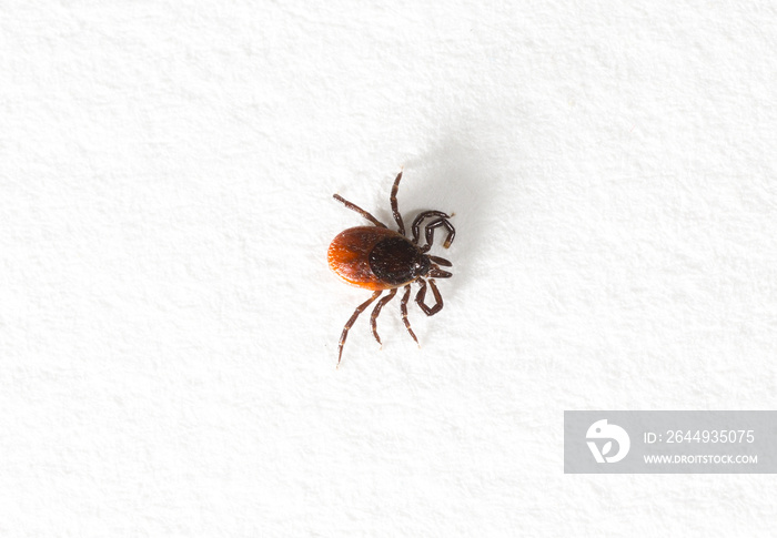 Macro shot of a tick. Isolated on white. Copy space.