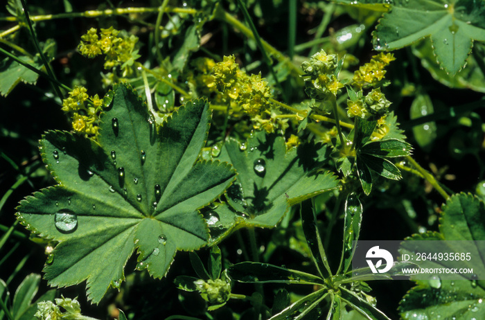 Alchémille des Alpes, Alchemilla alpina