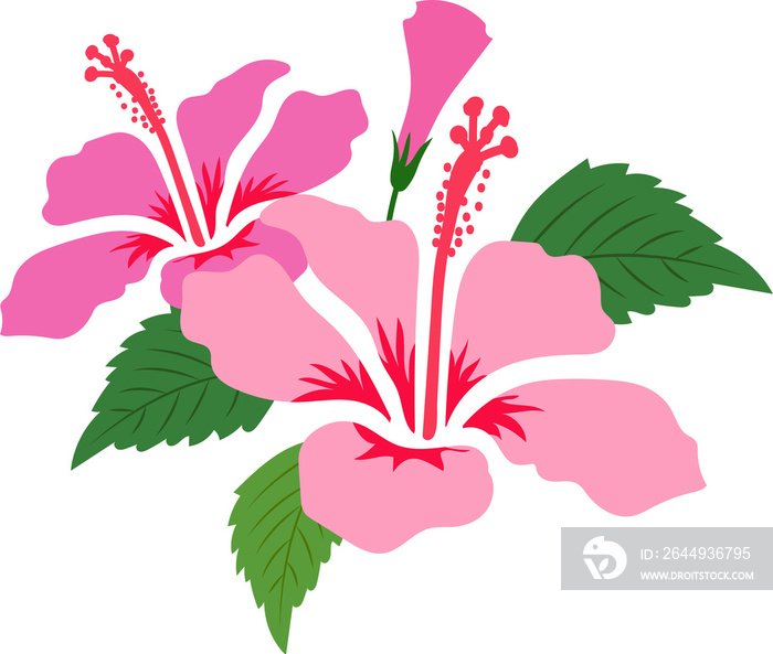 Cartoon botanic garden plant flower pink hibiscus