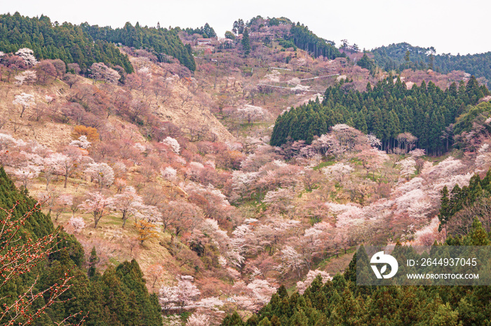 Thousand Trees of Cherry Blossoms at Mount Yoshino