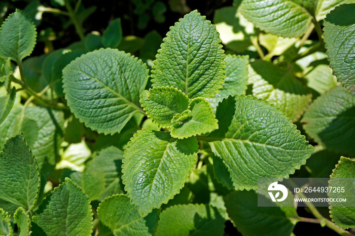 Cuban Oregano, Indian borage, Indian mint, Mexican mint, Mexican oregano or Spanish thyme (Plectranthus amboinicus). Medicinal herb.