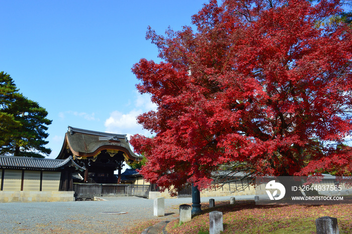 晩秋の京都御苑01