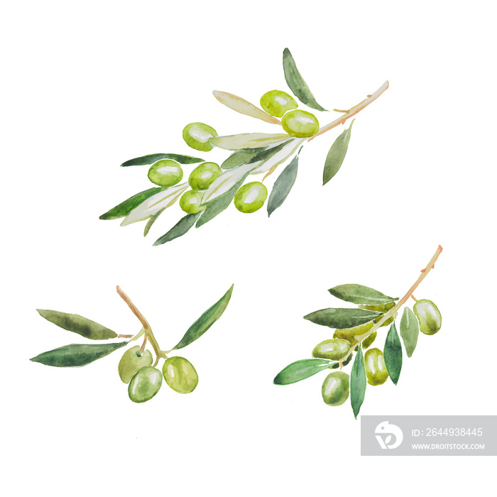 Olives, olive branch, olive tree, green olives, watercolor illustration