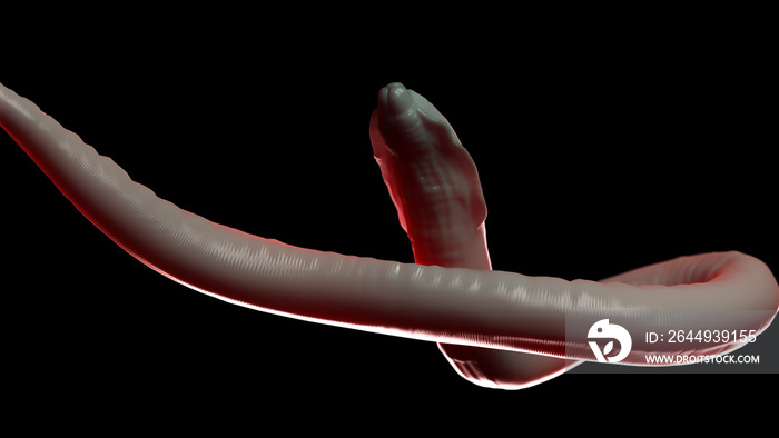 3d rendered medically accurate illustration of a roundworm