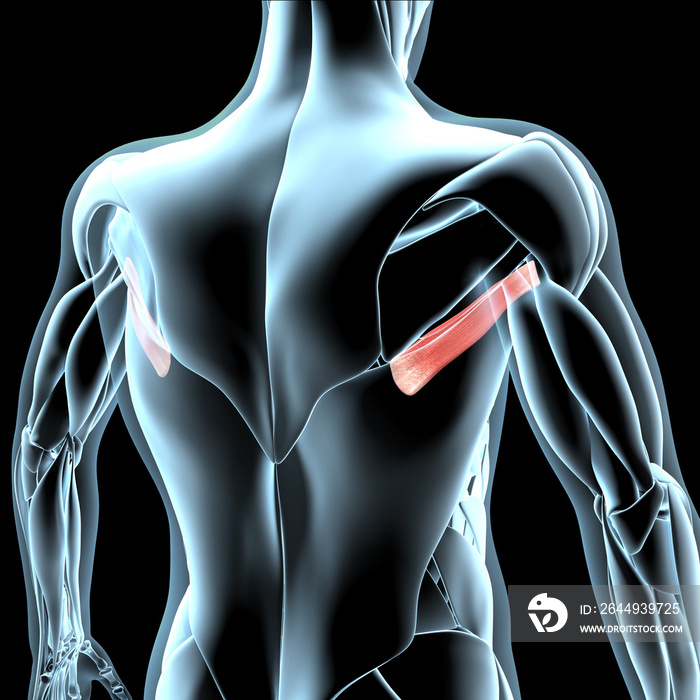 3d Illustration of the Teres Major Muscles on Xray Musculature