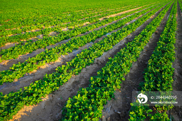 Peanut fields