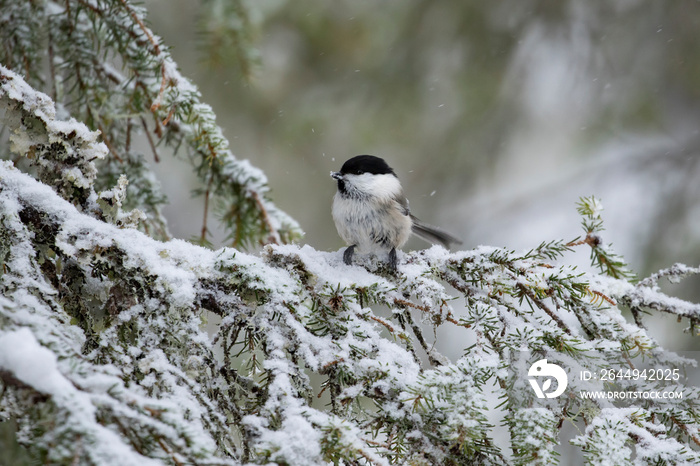 Small and cute willow tit, Poecile montanus, on a snowy branch of spruce on dark winter day in Northern Finland