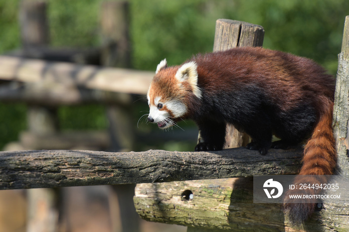 Photography of red panda in a park