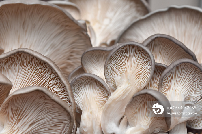 Fresh oyster mushrooms. (Pleurotus ostreatus). Vegetarian food, healthy mushroom close up