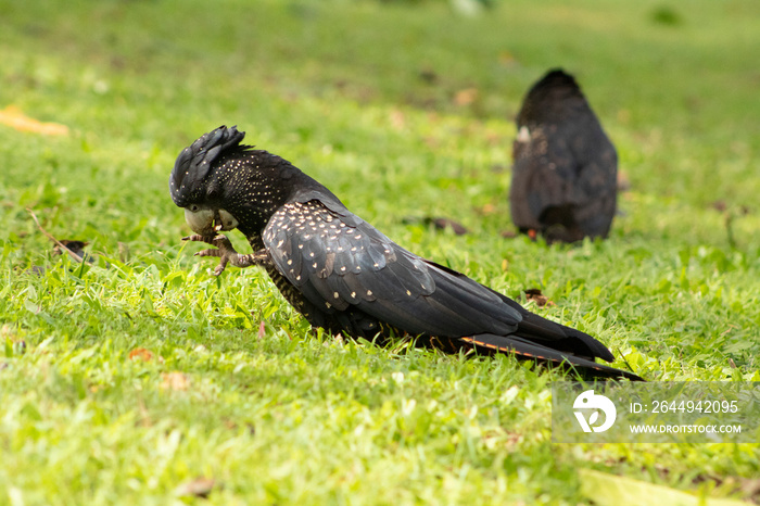 wild red tail black cockatoo