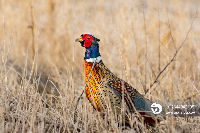 Ring-necked Pheasant Drake in a Field