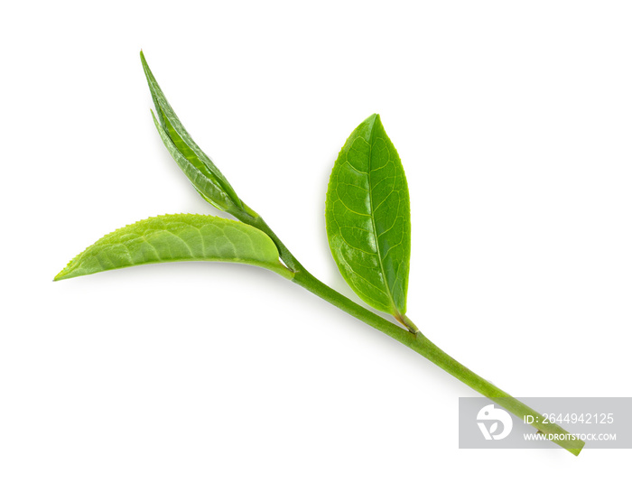 Green tea leaf isolated on white background