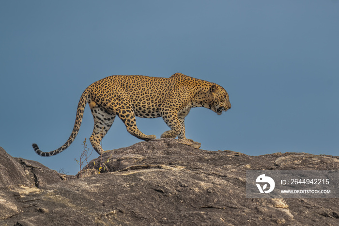 Panthera Paradus Kotiya (Sri Lanka Leopard), posing for the camera.