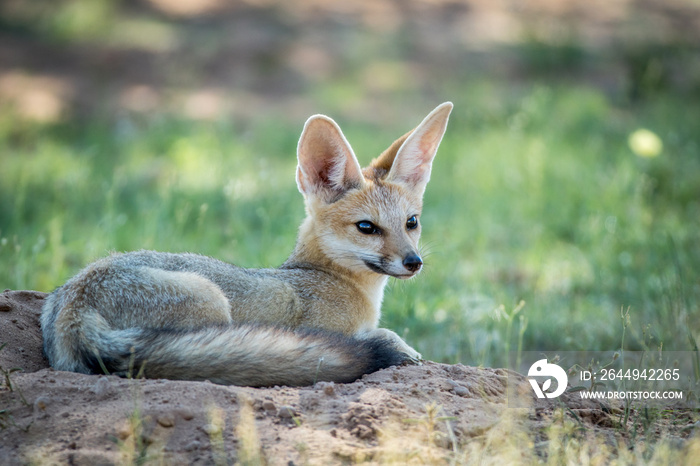 Cape fox laying down in the sand.