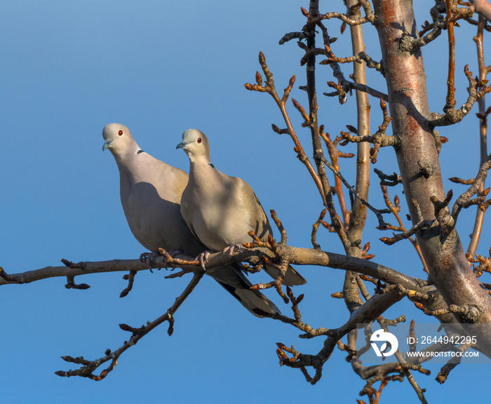 A mating pair of Eurasian Collared Doves share a limb.