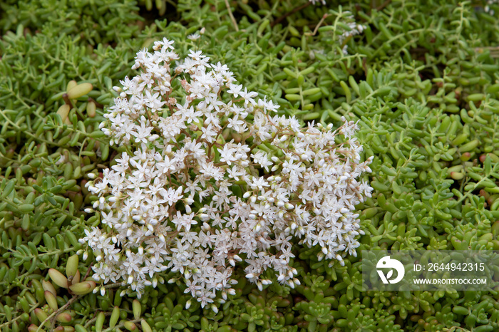 White stonecrop (Sedum album ’Coral Carpet’)