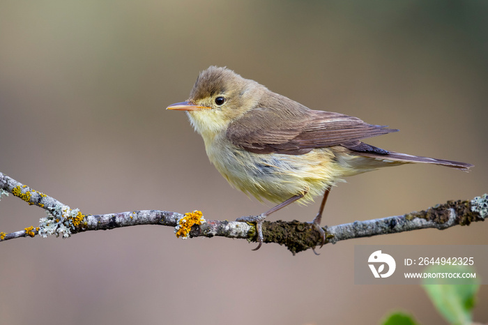 Melodious Warbler (Hippolais polyglotta), perched on a branch on a blurred background