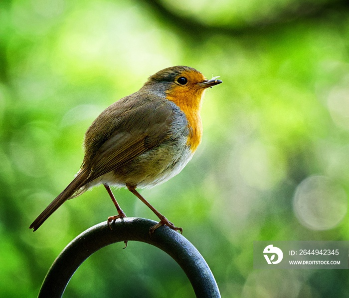 Robin Erithacus rubecula in the local park