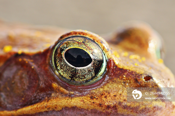 macro shot of frog eye