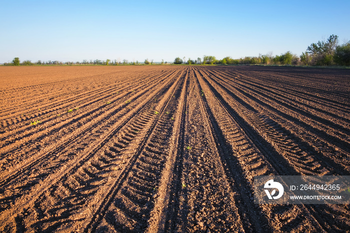 Preparing field for planting. Plowed soil  in spring time with blue sky.