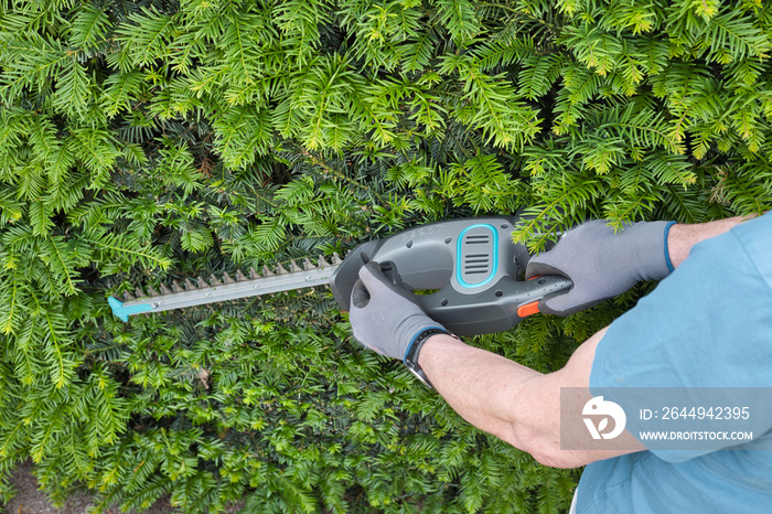 Close view of a gardener’s hand holding a hedge trimmer and trimming a yew hedge, pruned Taxus baccata, in spring or summer. Gardening work. Home and garden concept.