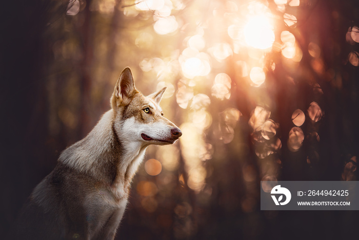 Saarloos wolfdog in a forest with bokeh