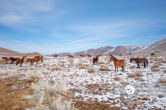 Herd of Virginia Range Wild Mustang Horses in the snow covered mountains near Reno, Nevada