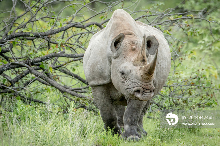 Black rhino starring at the camera.