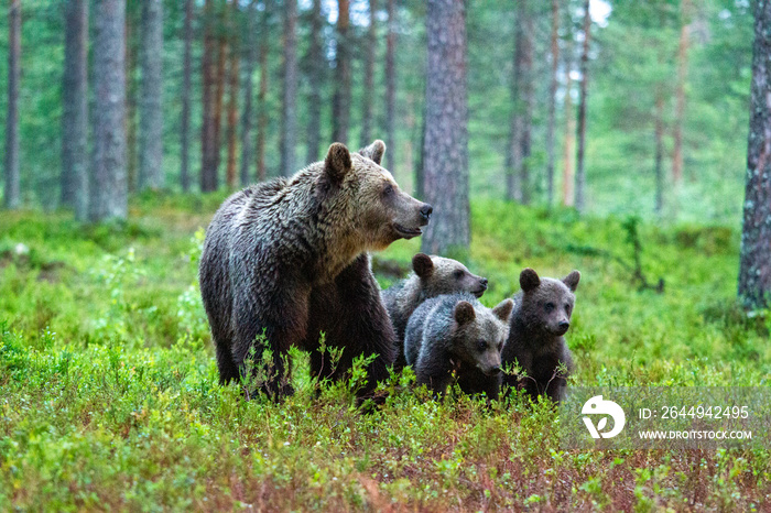 bear untouched nature of finland scandinavia europe