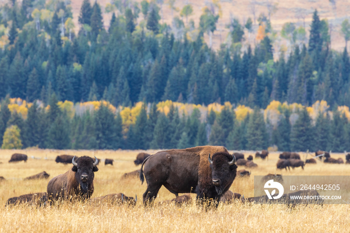 Bison in Fall in Wyoming