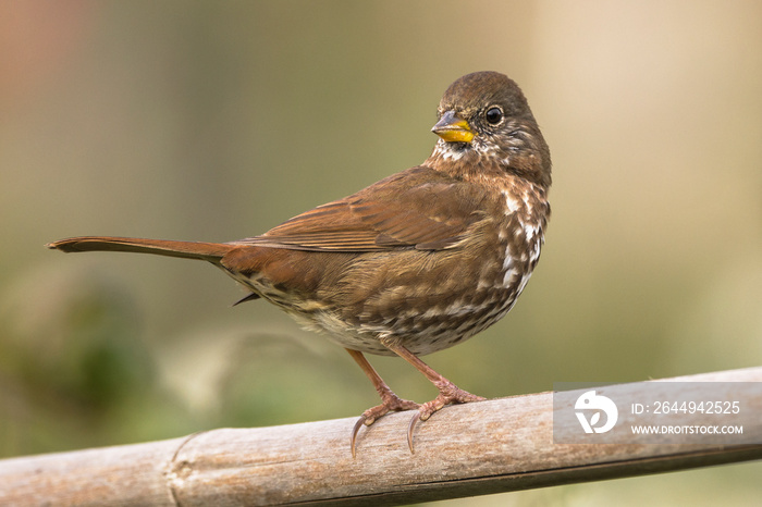 Fox Sparrow perched on a railing