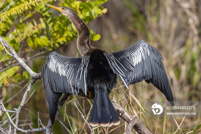 anhinga spreading wings