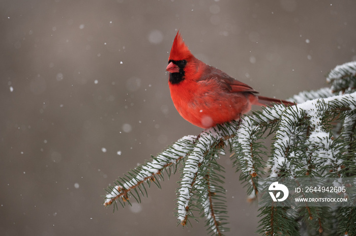 Northern Cardinal in the Snow