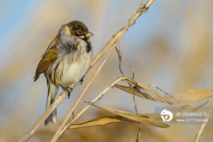 Reed bunting Emberiza schoeniclus male bird perched in reeds