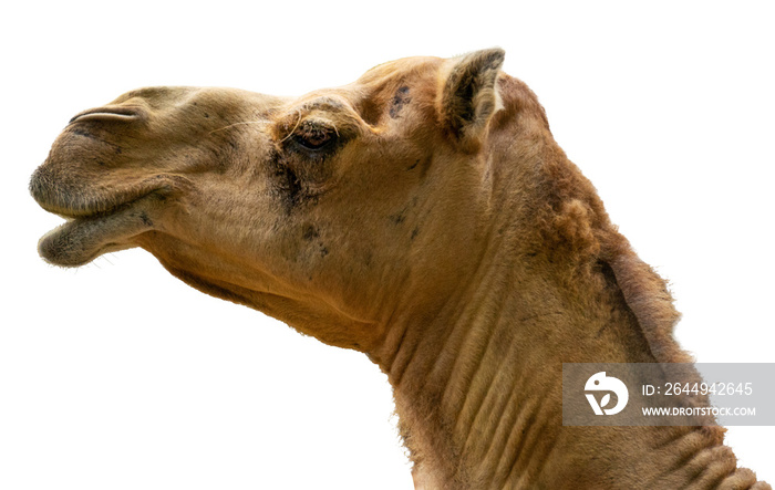 head of a camel isolated