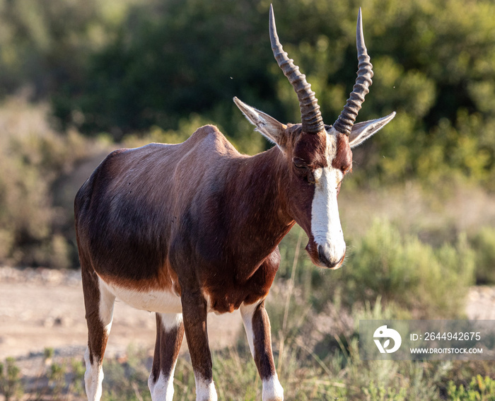 Bontebok in Bontebok National Park, Swellendam, South Africa